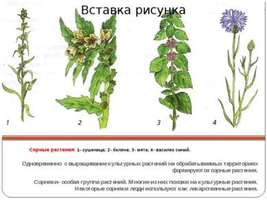 Сорные растения: 1- сушеница; 2- белена; 3- мята; 4- василек синий. Одновреме...