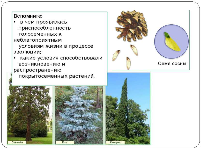 Вспомните: в чем проявилась приспособленность голосеменных к неблагоприятным ...