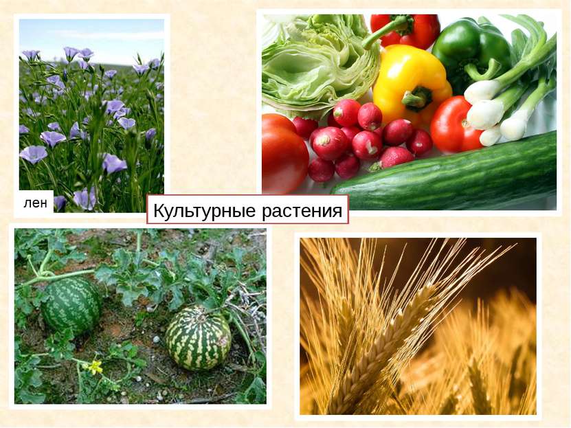 лен Культурные растения