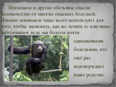 Шимпанзе и другие обезьяны спасли человечество от многих опасных болезней. Им...