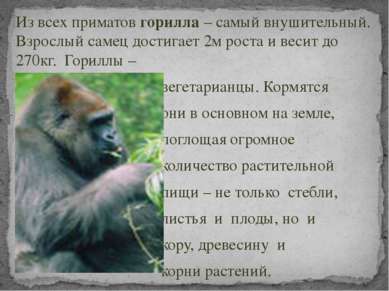 Из всех приматов горилла – самый внушительный. Взрослый самец достигает 2м ро...