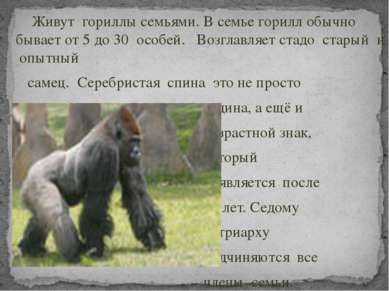 Живут гориллы семьями. В семье горилл обычно бывает от 5 до 30 особей. Возгла...