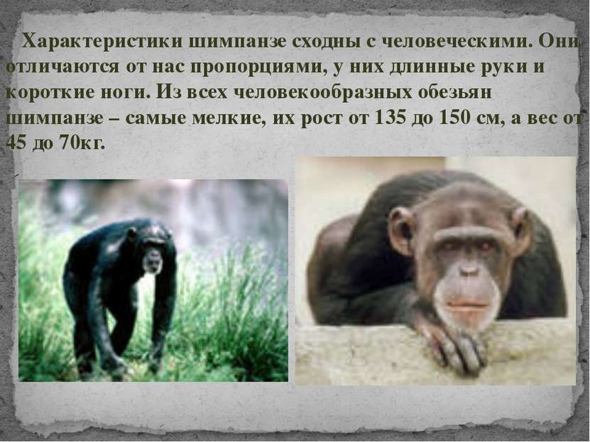 Характеристики шимпанзе сходны с человеческими. Они отличаются от нас пропорц...