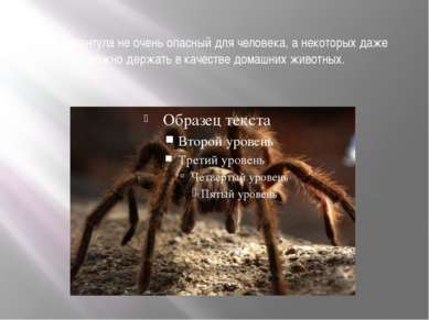Яд тарантула не очень опасный для человека, а некоторых даже можно держать в ...