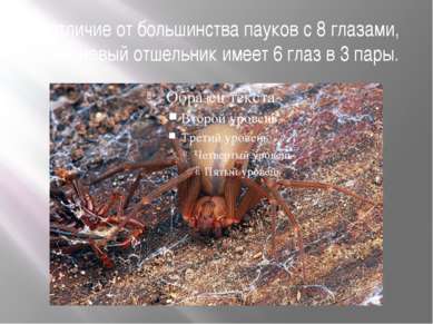 В отличие от большинства пауков с 8 глазами, коричневый отшельник имеет 6 гла...