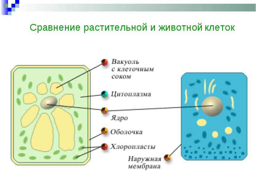 Сравнение растительной и животной клеток