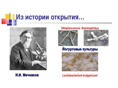 Из истории открытия… И.И. Мечников Йогуртовые культуры Streptococcus thermoph...