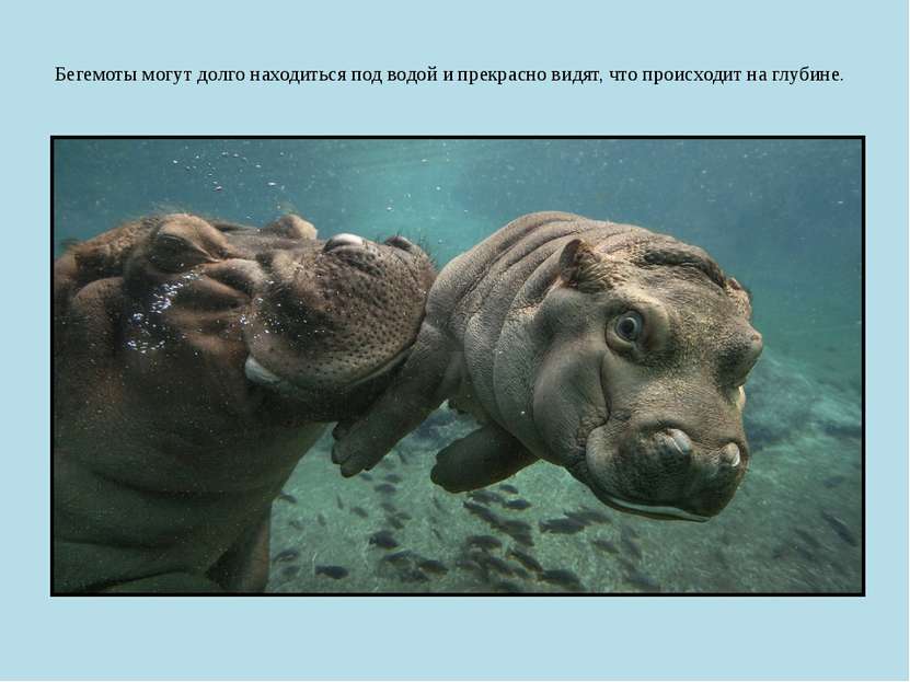 Бегемоты могут долго находиться под водой и прекрасно видят, что происходит н...