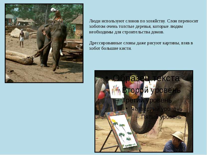 Люди используют слонов по хозяйству. Слон переносит хоботом очень толстые дер...