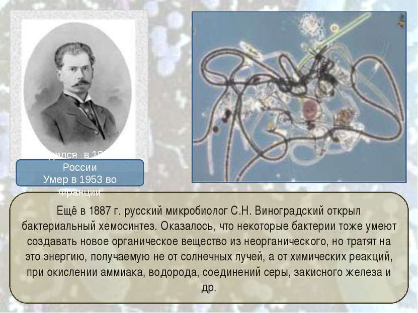 Ещё в 1887 г. русский микробиолог С.Н. Виноградский открыл бактериальный хемо...