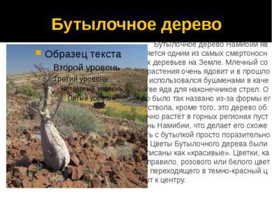 Бутылочное дерево Бутылочное дерево Намибии является одним из самых смертонос...