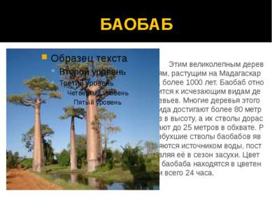 БАОБАБ Этим великолепным деревьям, растущим на Мадагаскаре, более 1000 лет. Б...