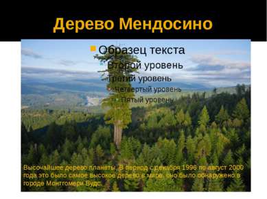 Дерево Мендосино Высочайшее дерево планеты. В период с декабря 1996 по август...