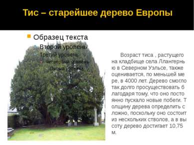 Тис – старейшее дерево Европы Возраст тиса , растущего на кладбище села Лланг...