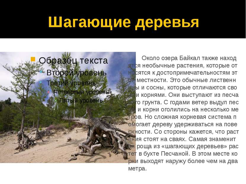 Шагающие деревья Около озера Байкал также находятся необычные растения, котор...