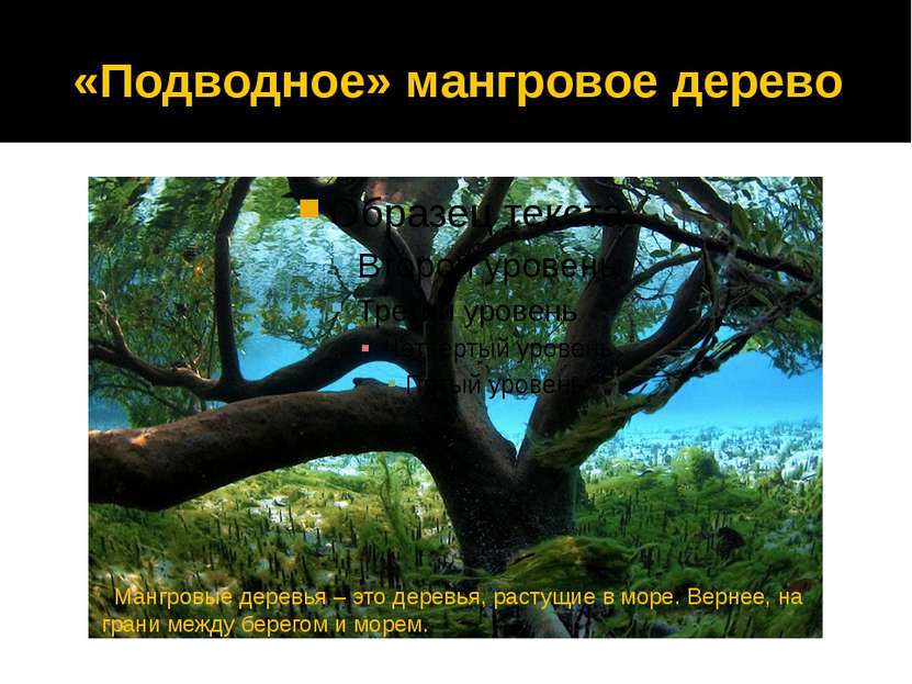 «Подводное» мангровое дерево Мангровые деревья – это деревья, растущие в море...