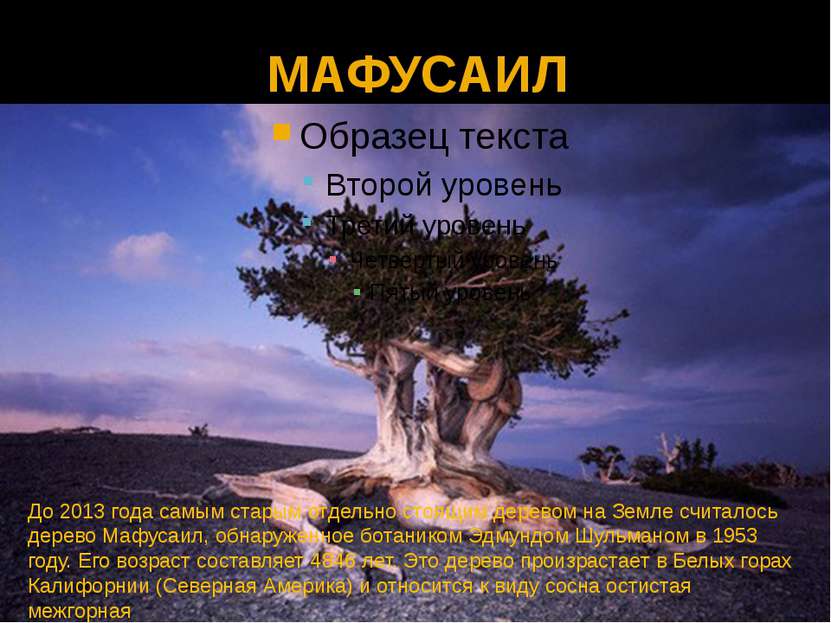 МАФУСАИЛ До 2013 года самым старым отдельно стоящим деревом на Земле считалос...