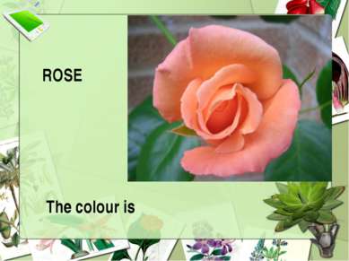 ROSE The colour is