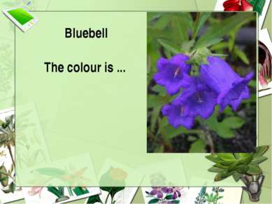 Bluebell The colour is ...