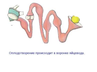 Оплодотворение происходит в воронке яйцевода. *