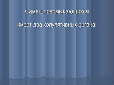 Самец пресмыкающихся имеет два копулятивных органа. *