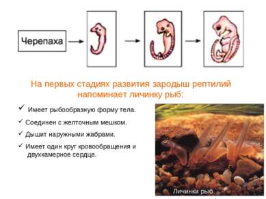 На первых стадиях развития зародыш рептилий напоминает личинку рыб: Имеет рыб...