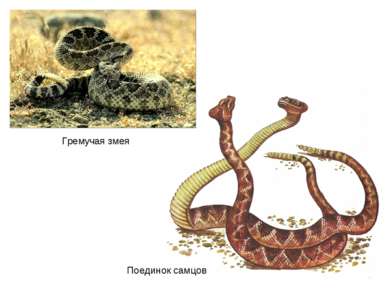 Гремучая змея Поединок самцов