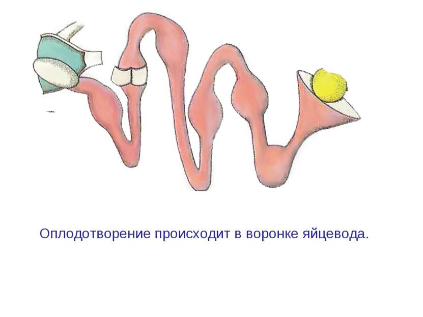 Оплодотворение происходит в воронке яйцевода. *