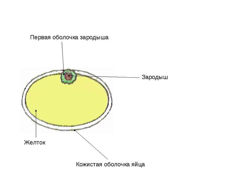 Первая оболочка зародыша Желток Зародыш Кожистая оболочка яйца