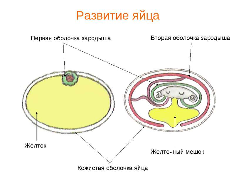 Кожистая оболочка яйца Первая оболочка зародыша Вторая оболочка зародыша Желт...