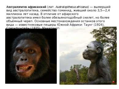 Австралопитек африканский (лат. Australopithecus africanus) — вымерший вид ав...