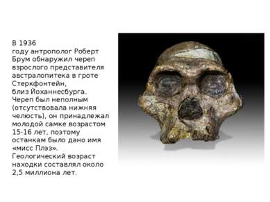 В 1936 году антрополог Роберт Брум обнаружил череп взрослого представителя ав...
