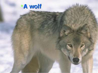 A wolf A wolf