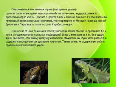 Обыкновенная или зелёная игуана (лат. Iguana iguana)- крупная растительноядна...