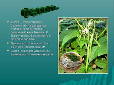 Фасоль –самое известное растение, настоящая царица огорода. Родиной фасоли сч...