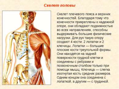 Скелет головы Скелет плечевого пояса и верхних конечностей. Благодаря тому чт...
