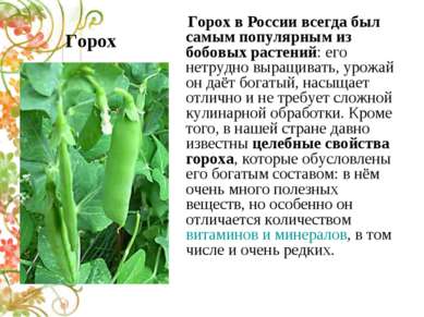 Горох Горох в России всегда был самым популярным из бобовых растений: его нет...