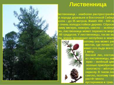 Лиственница - наиболее распространён – ная порода деревьев в Восточной Сибири...