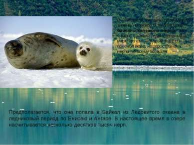 В Байкале встречается уникальное, типично морское млекопитающее - байкальская...