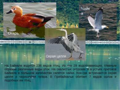На Байкале водится 236 видов птиц. Из них 29 водоплавающих, главным образом р...