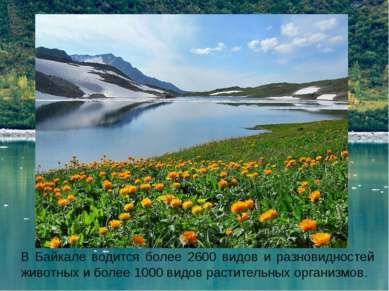 В Байкале водится более 2600 видов и разновидностей животных и более 1000 вид...