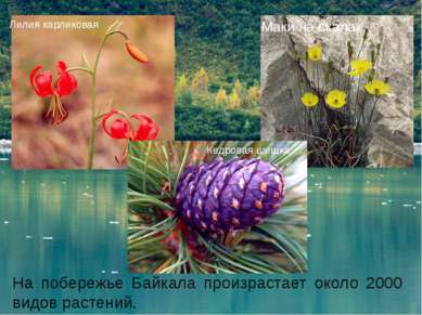 На побережье Байкала произрастает около 2000 видов растений. Лилия карликовая...