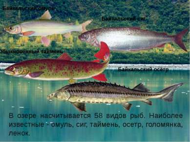 В озере насчитывается 58 видов рыб. Наиболее известные - омуль, сиг, таймень,...
