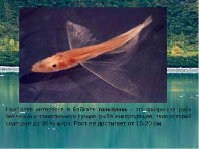 Наиболее интересна в Байкале голомянка – это прозрачная рыба без чешуи и плав...