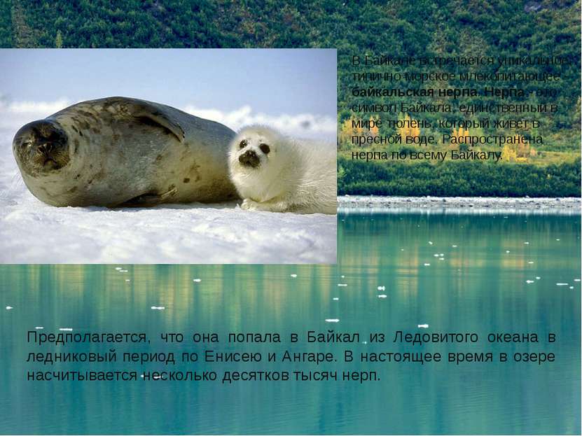 В Байкале встречается уникальное, типично морское млекопитающее - байкальская...