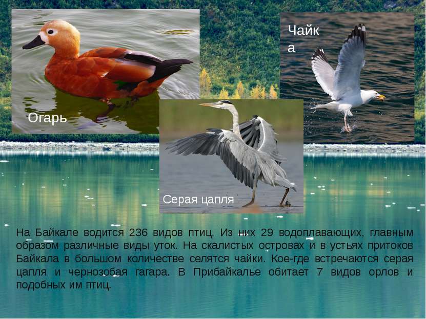 На Байкале водится 236 видов птиц. Из них 29 водоплавающих, главным образом р...