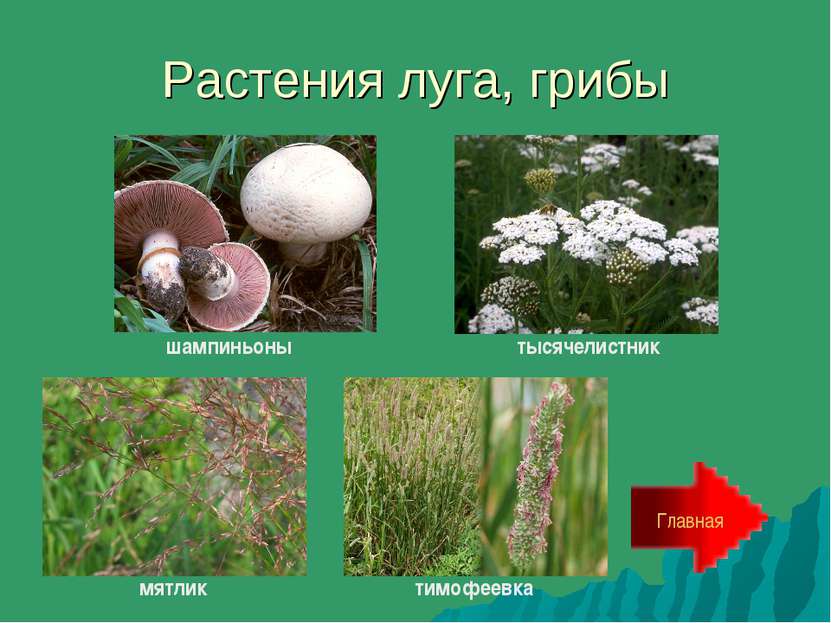 Растения луга, грибы Главная шампиньоны тысячелистник мятлик тимофеевка