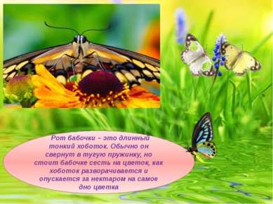 Рот бабочки – это длинный тонкий хоботок. Обычно он свернут в тугую пружинку,...