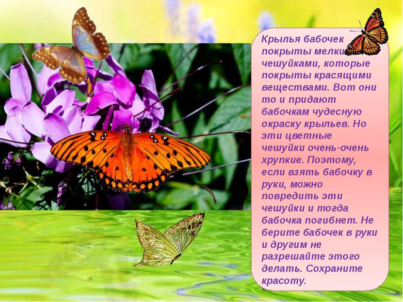 Крылья бабочек покрыты мелкими чешуйками, которые покрыты красящими веществам...