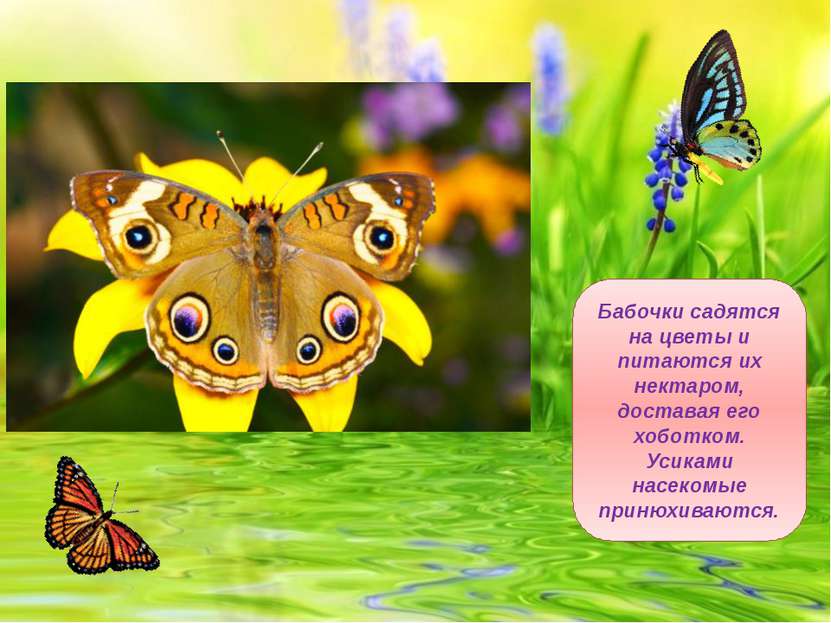Бабочки садятся на цветы и питаются их нектаром, доставая его хоботком. Усика...